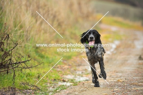 english springer spaniel running on a gravel road