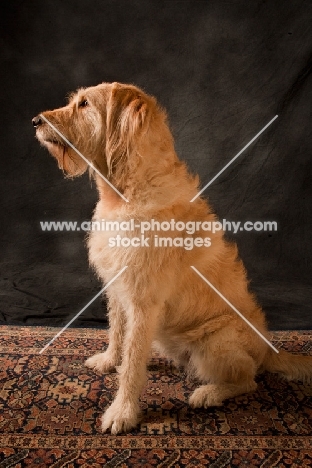 Goldendoodle sitting on rug