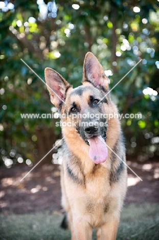 german shepherd with tongue out