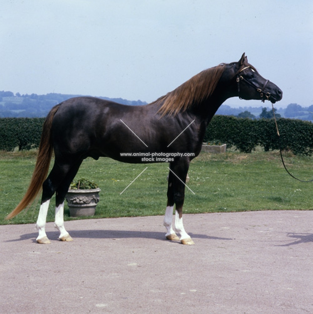 Crystal Magician, Arab stallion  full body UK