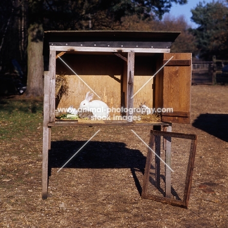 new zealand rabbit family in a hutch