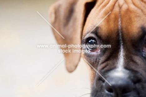 Boxer puppy close up