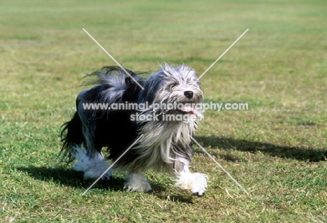 lowchen trotting towards camera