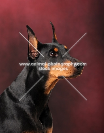 Dobermann portrait