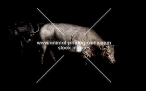 charolais bull in france