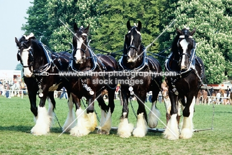 four shire horses in a dispaly
