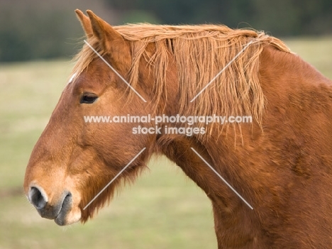 Suffolk Punch profile