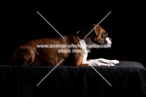 Boxer lying down, side view