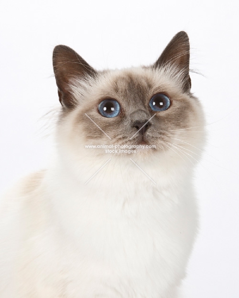 Birman cat, portrait