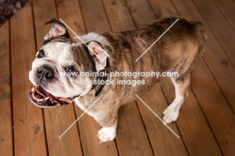 Bulldog in wooden floor