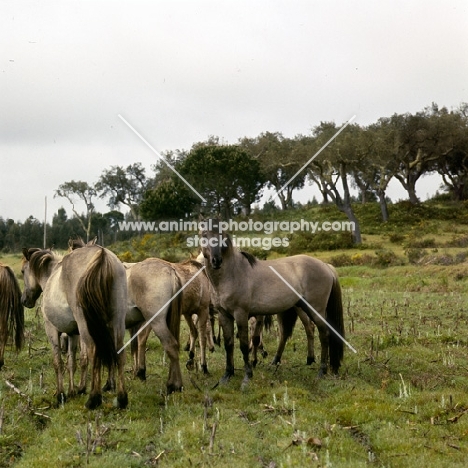 sorraia pony stallion with mares and youngsters in portugal