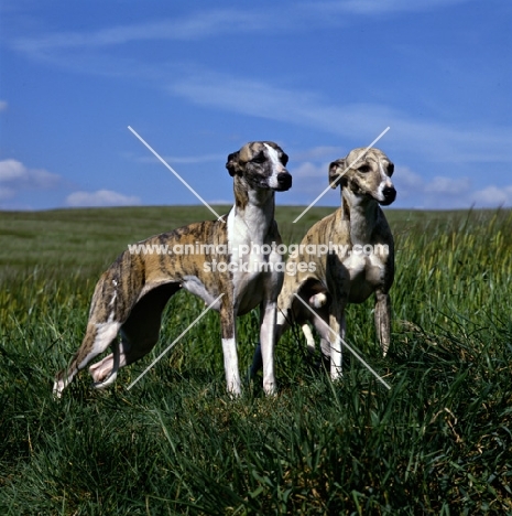two whippets in field (one champion)