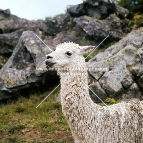 llama in peru