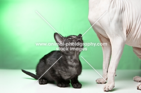 Peterbald kitten looking up at an adult Sphynx