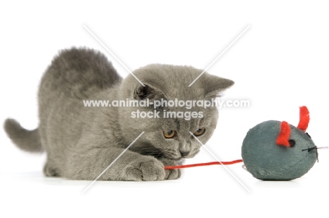 british shorthaired kitten with toy mouse isolated on a white background