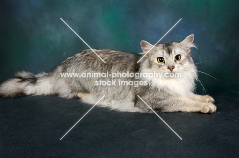 silver coloured somali cat lying down