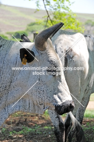 Nguni Cattle