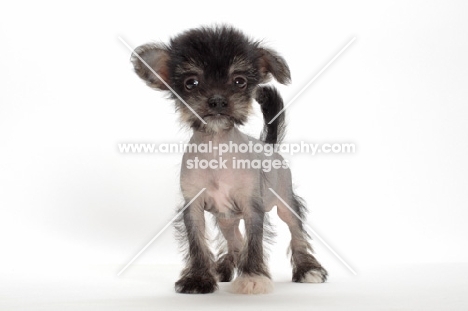 Chinese Crested puppy, looking at camera