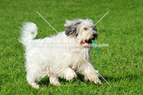 Polish Lowland Sheepdog running