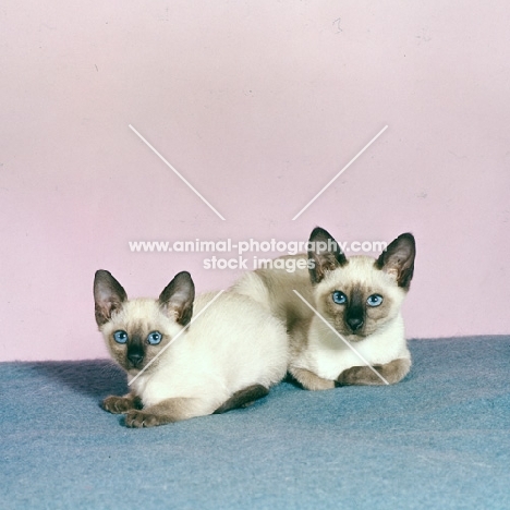 two seal point siamese kittens