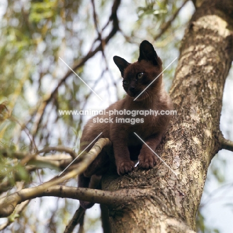 brown burmese cat in a tree