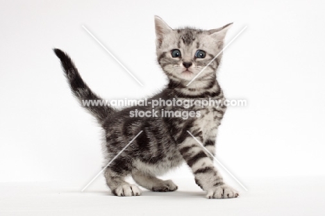 Silver Classic Tabby American Shorthair kitten, looking unsure