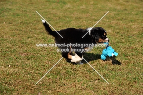 Mini Aussie puppy retrieving toy