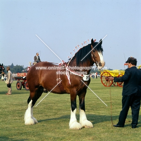 shire horse in display on smiths lawn