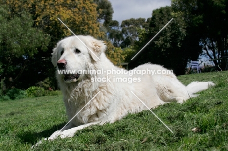 Maremma Sheepdog lying down