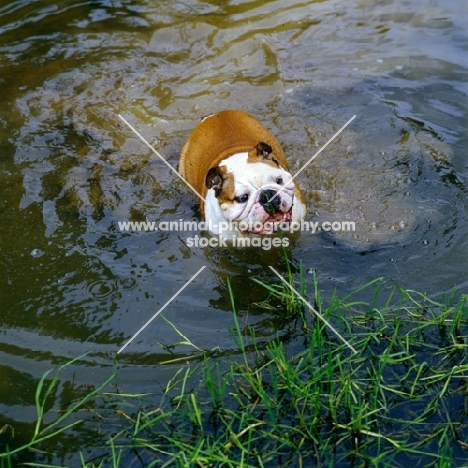 bulldog swimming