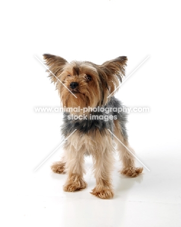 Yorkshire Terrier on white background