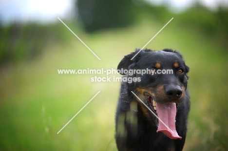 portrait of a Beauceron with tongue out