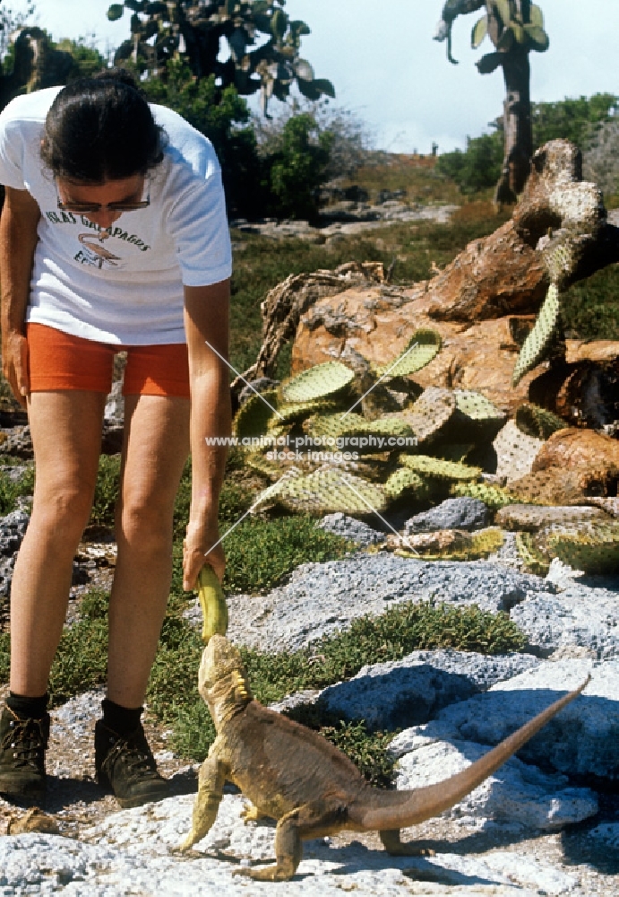 feeding a banana to a land iguana, s.plazas island, galapagos