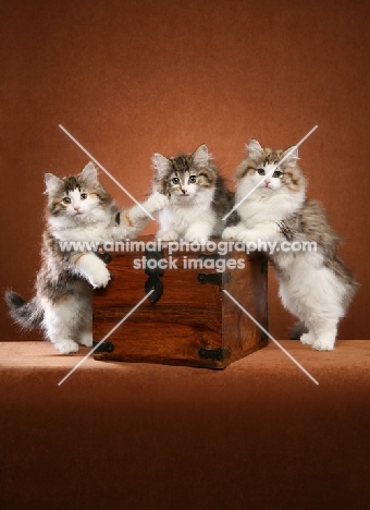 Norwegian Forest kittens on a box