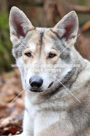 Saarloos Wolfhound portrait