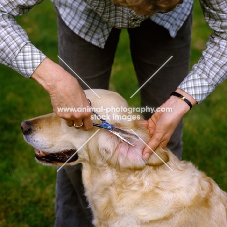 scissoring hair inside ear