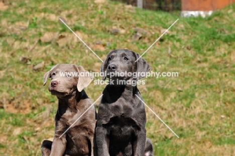 rare coloured (silver and charcoal) Labrador pups