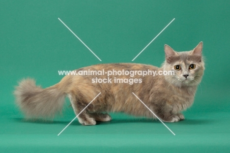 Blue Tortie Longhaired Munchkin, side view on green abckground