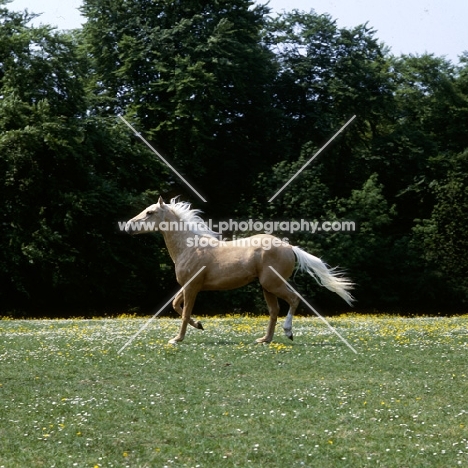 palomino