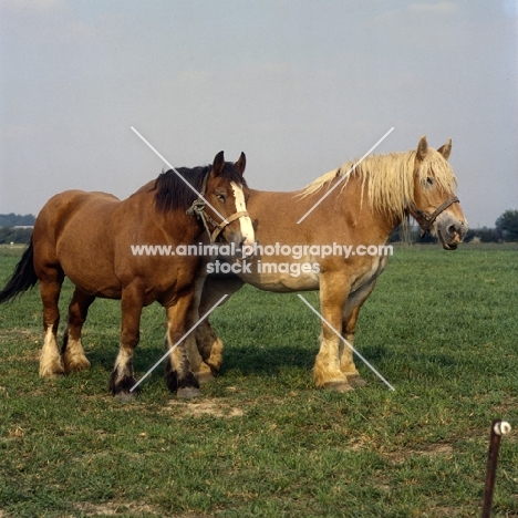 two Belgians standing in field