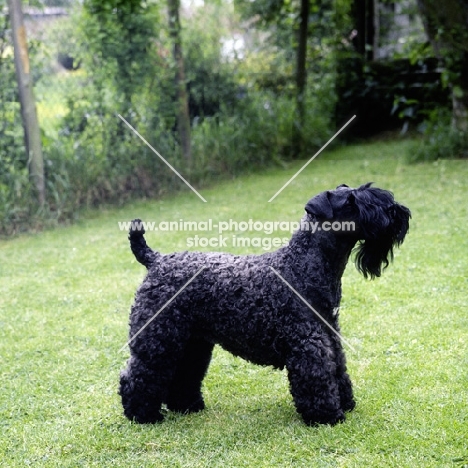 kerry blue terrier side view 