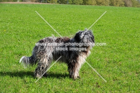 young blue merle Bergamasco, side view