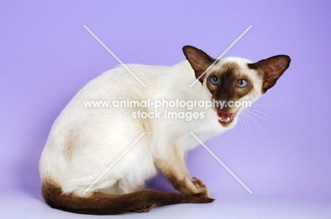 siamese chocolate point cat, meowing