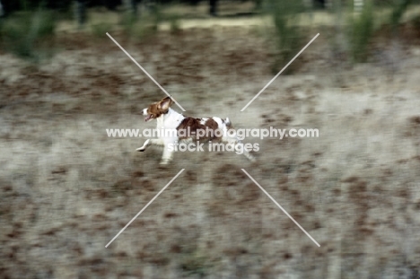 brittany running in field
