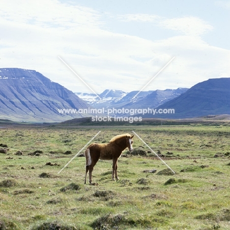 Iceland foal on grassy lava field at Sauderkrokur