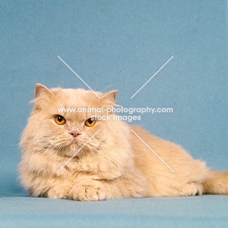 long hair cream cat lying on floor