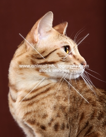 Ocicat looking away