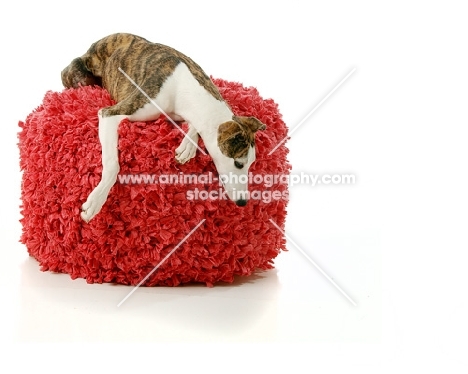 Whippet resting on stool