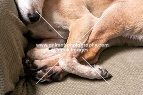 close up of paws of fawn chihuahua mix