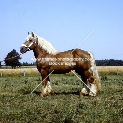 westphalian cold blood stallion in germany